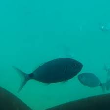 Image result for Oblada melanurus