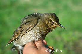 Image result for Zoothera sibirica