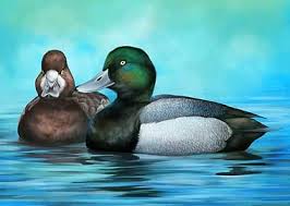 Image result for Aythya marila