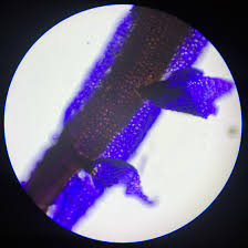 Attēlu rezultāti vaicājumam “Sphagnum papillosum”