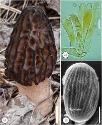 Attēlu rezultāti vaicājumam “Morchella sp.”