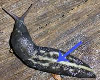 Attēlu rezultāti vaicājumam “Malacolimax tenellus”