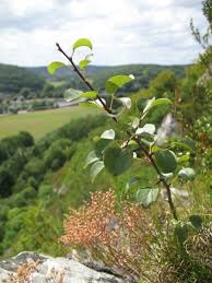Attēlu rezultāti vaicājumam “Pyrus pyraster”