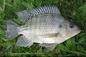 Image result for ikan
