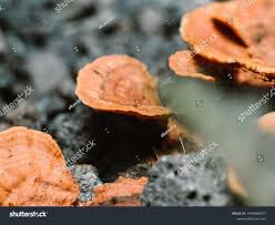 Attēlu rezultāti vaicājumam “Onnia tomentosa”