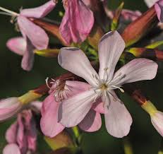 Attēlu rezultāti vaicājumam “Saponaria officinalis flower”