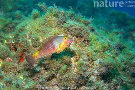 Image result for Sparisoma cretense