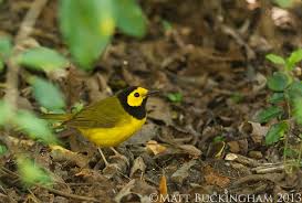 Image result for Wilsonia citrina
