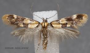 Attēlu rezultāti vaicājumam “Oecophoridae”