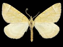 Attēlu rezultāti vaicājumam “Eulithis testata”