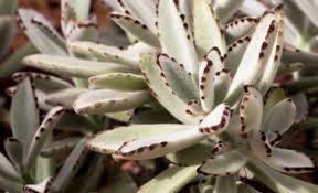 Attēlu rezultāti vaicājumam “Crassulaceae”