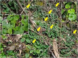 Attēlu rezultāti vaicājumam “Viola collina leaf”