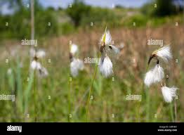 Attēlu rezultāti vaicājumam “Eriophorum latifolium fruit”