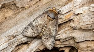 Attēlu rezultāti vaicājumam “Cossus cossus”