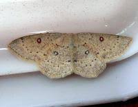 Attēlu rezultāti vaicājumam “Cyclophora albipunctata”