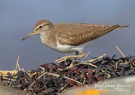 Attēlu rezultāti vaicājumam “Actitis hypoleucos”