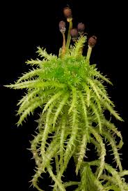 Attēlu rezultāti vaicājumam “Sphagnum squarrosum”