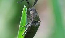 Attēlu rezultāti vaicājumam “Ctenicera pectinicornis”