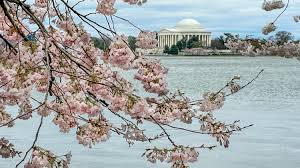 Image result for "cherry blossom" washington