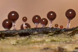 Attēlu rezultāti vaicājumam “Hemitrichia calyculata young”