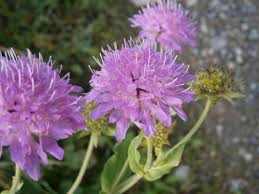 Image result for Knautia dipsacifolia