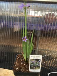 Attēlu rezultāti vaicājumam “Sisyrinchium montanum”