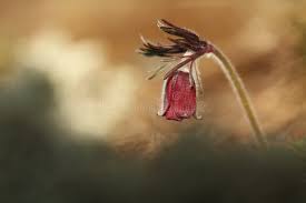 Attēlu rezultāti vaicājumam “Pulsatilla pratensis bud”