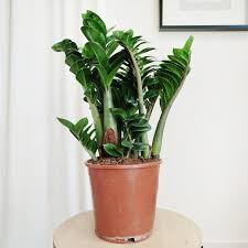 Image result for zamiokulkas