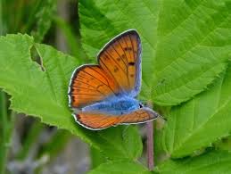 Attēlu rezultāti vaicājumam “Lycaena alciphron male”