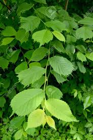 Attēlu rezultāti vaicājumam “Ulmus glabra leaf”