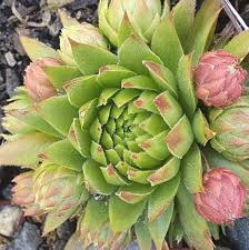 Attēlu rezultāti vaicājumam “Jovibarba globifera flower”