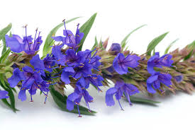 Attēlu rezultāti vaicājumam “Hyssopus officinalis flower”