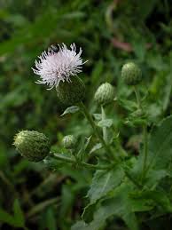 Attēlu rezultāti vaicājumam “Cirsium arvense flower”