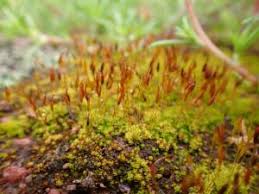Attēlu rezultāti vaicājumam “Tortula truncata sporophyte”