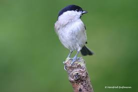Attēlu rezultāti vaicājumam “Poecile palustris”