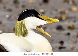 Attēlu rezultāti vaicājumam “Somateria mollissima juvenile”