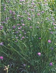 Image result for Knautia arvensis