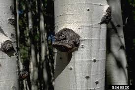 Attēlu rezultāti vaicājumam “Phellinus tremulae”