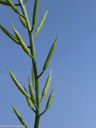 Attēlu rezultāti vaicājumam “Barbarea vulgaris subsp. arcuata fruit”