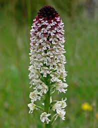 Attēlu rezultāti vaicājumam “Orchis ustulata”