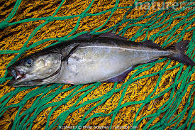 Image result for Pollachius virens