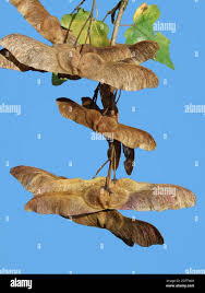 Attēlu rezultāti vaicājumam “Acer campestre fruit”