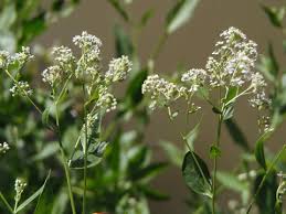 Attēlu rezultāti vaicājumam “Lepidium latifolium”