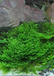 Attēlu rezultāti vaicājumam “Riccardia chamaedryfolia”