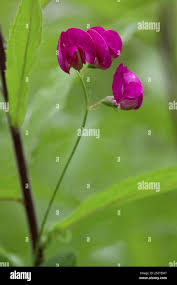 Attēlu rezultāti vaicājumam “Lathyrus tuberosus bud”