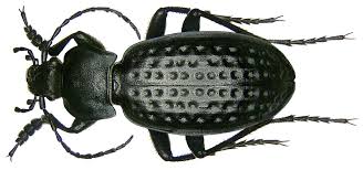 Attēlu rezultāti vaicājumam “Carabus clathratus”