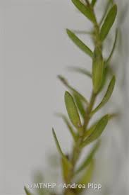 Attēlu rezultāti vaicājumam “Glaux maritima leaf”