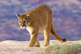 Image result for Ut Cougars