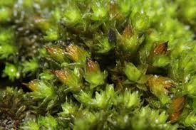 Attēlu rezultāti vaicājumam “Orthotrichum speciosum sporophyte”
