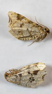 Attēlu rezultāti vaicājumam “Macaria notata”